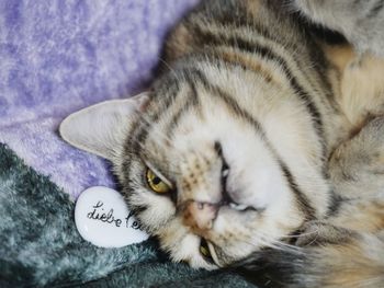 Close-up of cat sleeping