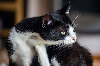 Close-up of cat looking away at home