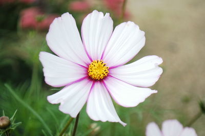 Close-up of daisy flower