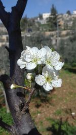 Close-up of white flowers