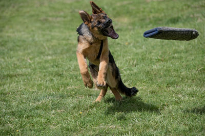 Dog playing on grass