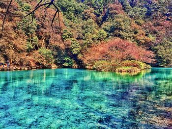 Reflection of trees in water