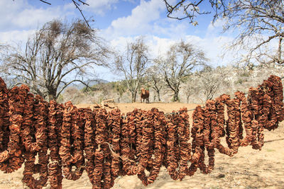 Dried pears hanging against trees on sunny day