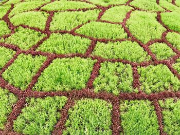 Scenic view of green field