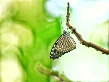 Closeup photos butterfly perched on a branch in a blurred background