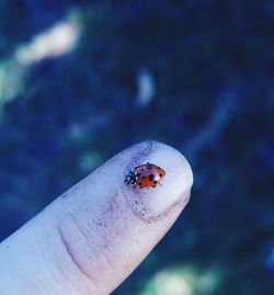 Close-up of ladybug on leaf