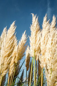 Close-up of stalks in field against sky