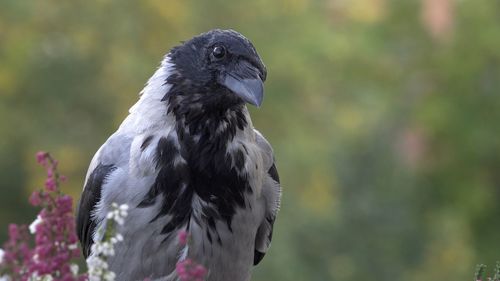 Close-up of bird perching on plant