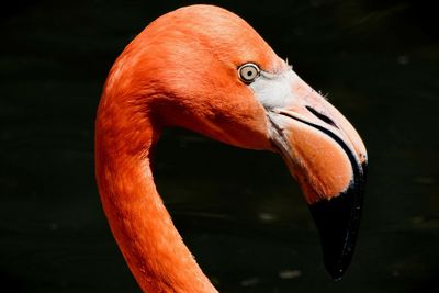 Close-up of flamingo