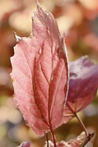 Close-up of maple leaf on leaves