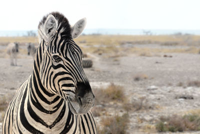 Close-up of zebra on field against sky