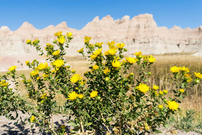 Yellow flowering plants on field against sky