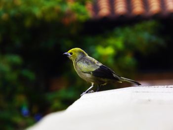 Close-up of bird perching on leaf