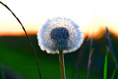 Close-up of dandelion on field against sky