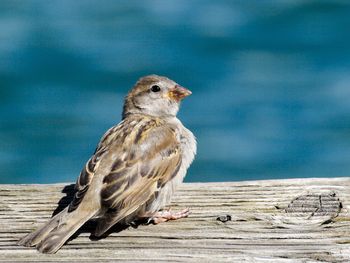 Close-up of a sparrow bird perching on wood