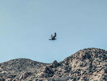 Low angle view of birds flying over mountain against sky