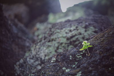 Close-up of small plant growing on rock