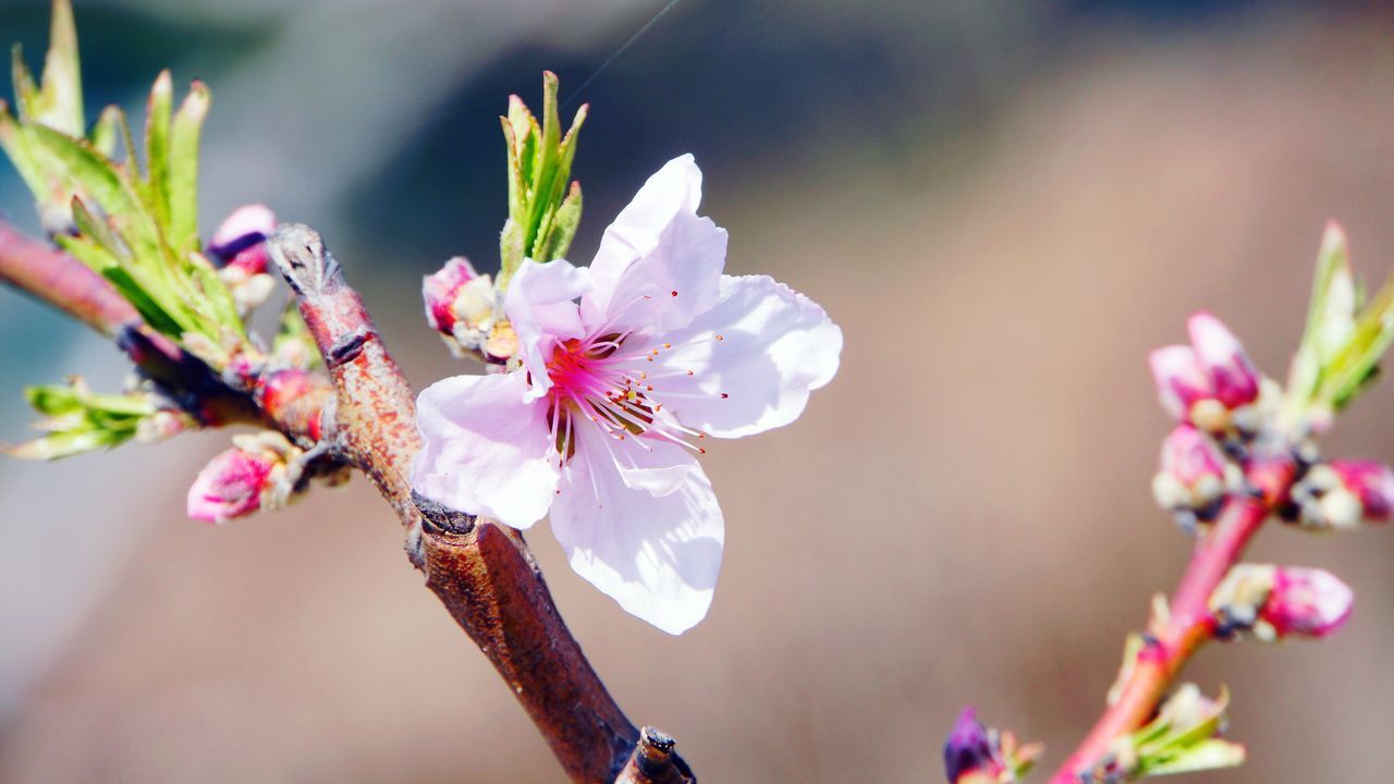 flower, freshness, fragility, petal, growth, flower head, close-up, focus on foreground, beauty in nature, nature, blooming, stamen, blossom, stem, in bloom, pink color, bud, selective focus, plant, pollen