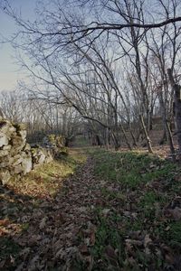 Bare trees on landscape