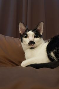 Portrait of cat on sofa at home