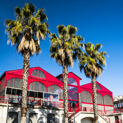 Low angle view of palm trees against blue sky