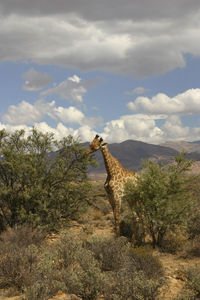 Trees on landscape against cloudy sky