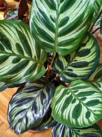 High angle view of green leaves