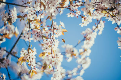 Low angle view of white flowers blooming on tree