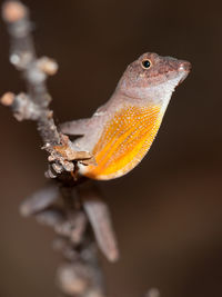 Close-up of lizard on branch