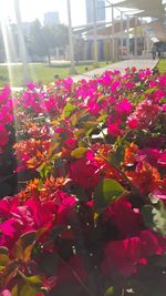 Close-up of pink flowers blooming outdoors