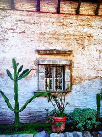 Potted plants on the wall