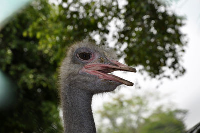 Close-up portrait of a bird