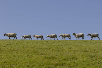 Flock of sheep grazing in the field