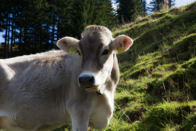 Portrait of cow standing on field