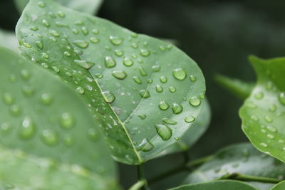 Close-up of water drops on leaves