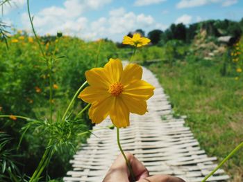 Close-up of hand holding yellow flowering plant