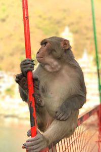 Close-up of monkey holding camera