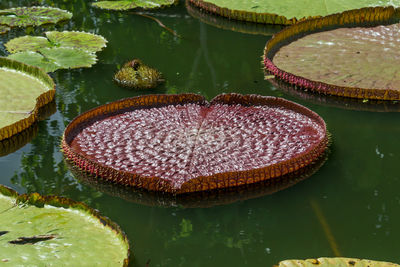 Close-up of lotus water lily in pond