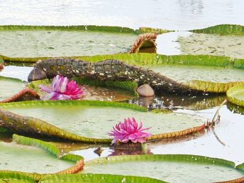 Close-up of lotus water lily in pond