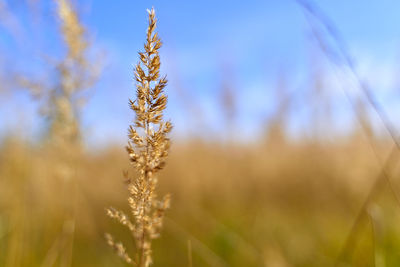 Close-up of stalks in field against sky