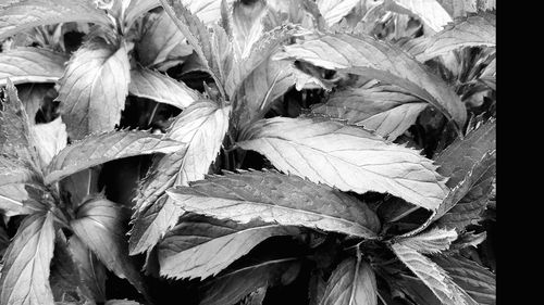 Close-up of leaves