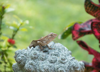 Close-up of lizard on rock