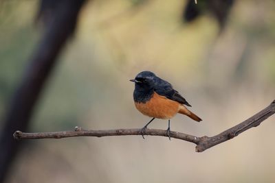 Close-up of bird perching on branch