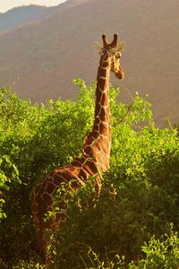 Horse standing in a field