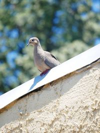 Low angle view of a bird on rooftop