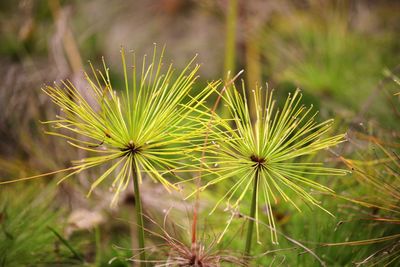 Close-up of dandelion on field