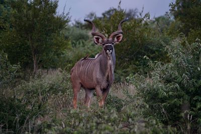 Portrait of deer against plants