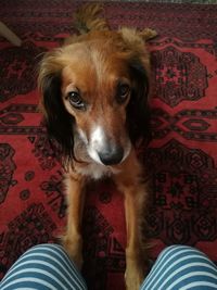 Portrait of dog relaxing at home