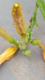 Close-up of lizard on plant