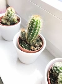 High angle view of potted plants on table